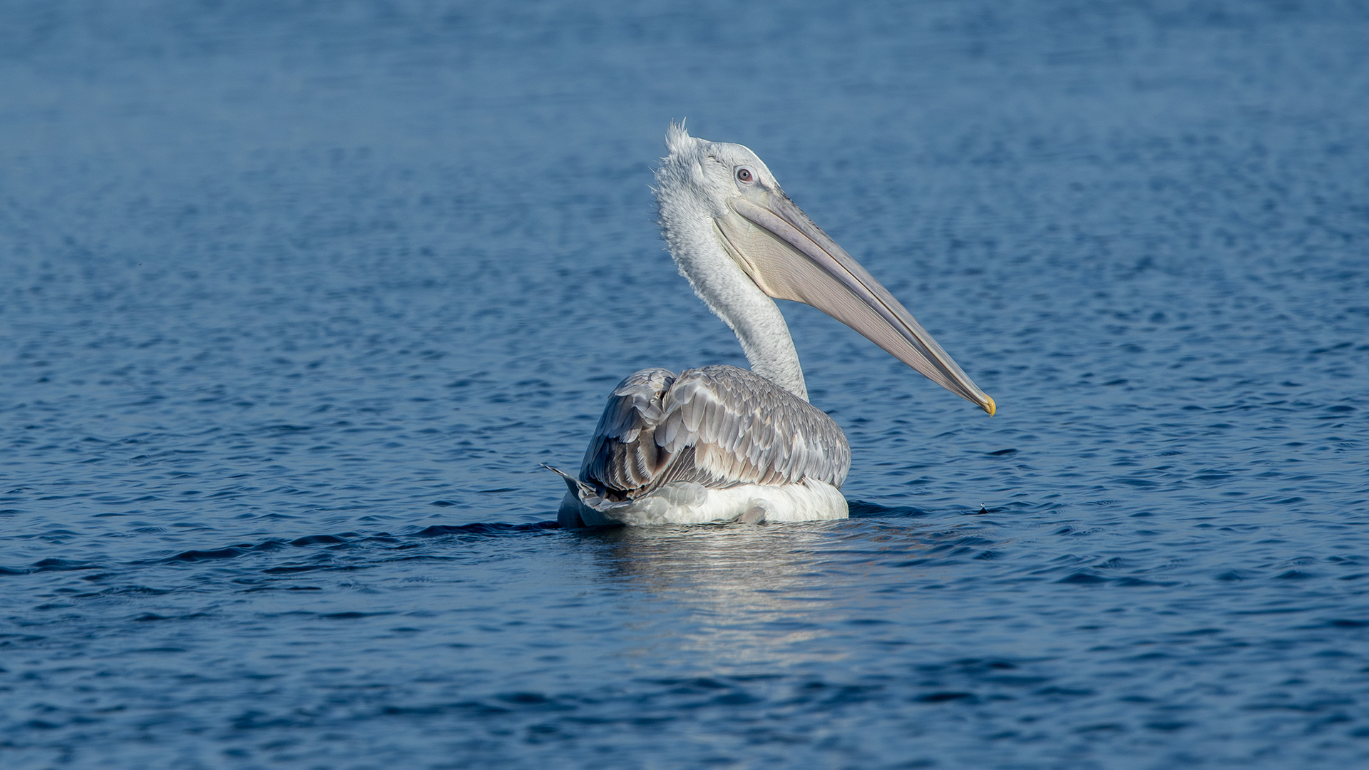 Dalmatian Pelican